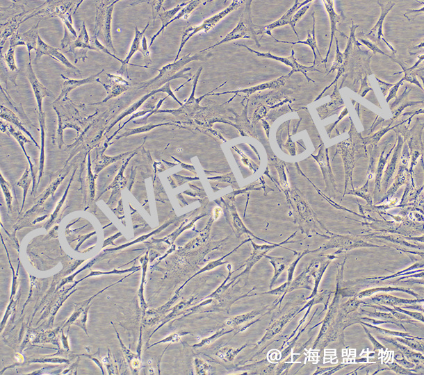 HFF-1人包皮成纤维细胞
